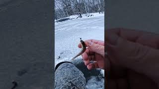 Поймал окуня зимой #рыбалка #рыбак #нарыбалке
