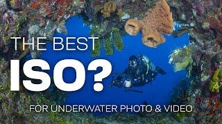 What Is The Best ISO For Underwater Photography & Video? #underwaterphotography