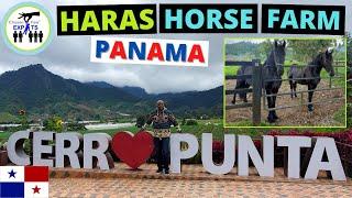 THOROUGHBRED HORSE FARM, ORCHIDS & CROPS! -Living in Panama- Moving to Panama |Become a Panama Expat