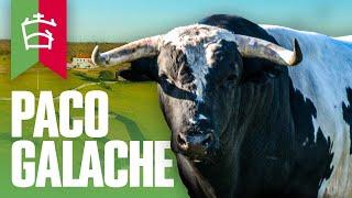 GANADERIA PACO GALACHE | TOROS 2023