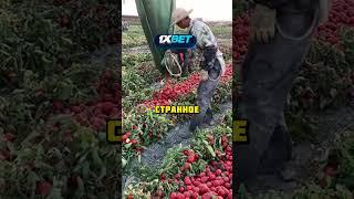 Невероятная техника уборки томатов вызывает недоумение