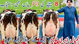 Lajpal Dairy Farm | Australian Friesian Cows | Jersey cross cows | Jani Best | 9 September 2024