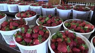 Strawberry Picking 2022: McCulley's Amazin' Acres