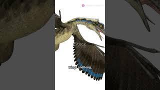 The Discovery Of Archaeopteryx #shorts #short #video #videos #world #history