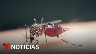 Los CDC emiten una alerta por aumento de casos de dengue en EE.UU. | Noticias Telemundo