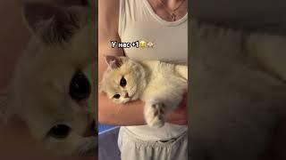 Пополнение в семье никогда не думала,что буду жить с котом в одном доме исполнили мечту сына#кот
