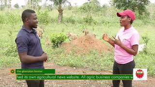Is Goat Farming A Good Agribusiness Investment For Beginners In Ghana?  | Easy & Simple