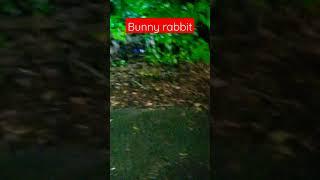 I spotted a rabbit