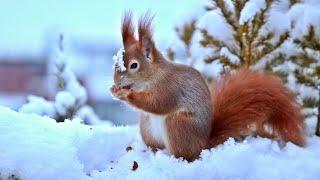 Eichhörnchen Michelle im Winter / Red squirrel Michelle in winter [HD]