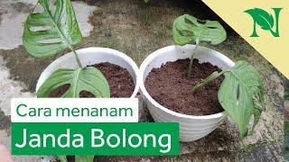 Cara Budidaya Bunga Monstera (Janda Bolong) Lengkap Beserta Perawatan