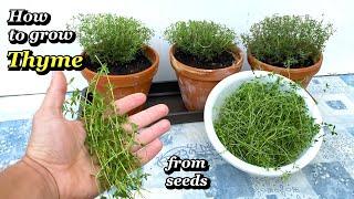 Growing Thyme from Seed to Harvest - Step by Step