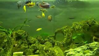 Feeding time of the Buntbarsche and a Tank view