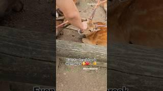 Food can't break the deers apart ️Nara Japan #naradeer #naradeerpark #japan #osaka #kyoto #tokyo