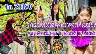 Collecting KIWI fruit in ZIRO with ​⁠@duyuyabii014 & ​⁠@kuritateh8864 || Last day exploring