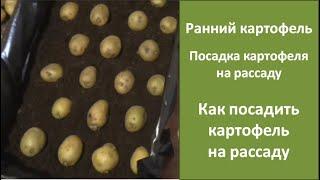 Ранний картофель | Посадка картофеля на рассаду | Как посадить картофель на рассаду