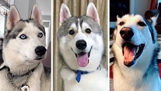 Ultimate Husky Compilation ~ Cutest & Funniest Huskies!