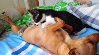 cats drink milk from dog