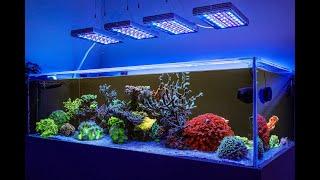 Orphek Natura Icon: Sun & Moon Sync Reef LED with Superior Spectrum & Blending Excellence