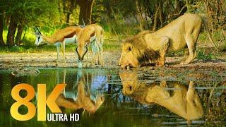 الحياة البرية - فيلم وثائقي عن الطبيعة