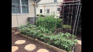 Little Work Method of Tying up Tomatoes.