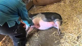 Harvest Home Animal Sanctuary: Mohawk the Pig gets a Belly Rub