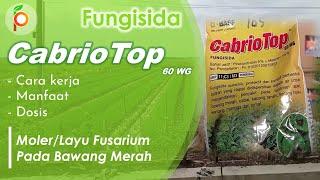 Fungisida Bawang Merah Musim Hujan CabrioTop 60 WG Paling Ampuh Membasi Jamur Moler - Layu Fusarium