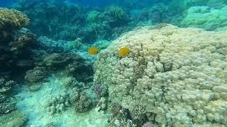 Coral reef Sheraton Soma Bay Resort, Safaga - Hurghada, Red Sea, 4k, april 2021