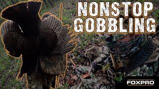 Buckeye Woods Gobbler - Turkey Hunting