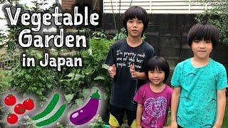 Our Vegetable Garden in Japan