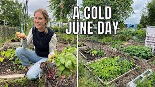 A COLD JUNE ALLOTMENT DAY / ALLOTMENT GARDENING FOR BEGINNERS