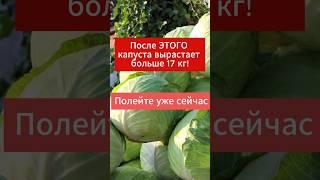 Будет расти, как на дрожжах!!!#выращиваниекапусты #капуста #подкормкакапусты