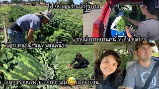 EP.136 ขายผักตามบ้านคนไทยในอเมริกา แวะชมสวนผักรัฐบาลด้วยจ้า พี่ชายคนสุพรรณทำงานที่นี่