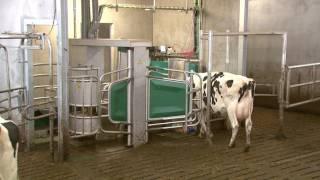 GEA Dairy Farming - Erfahrungsbericht mit der neuen Monobox der Familie Valkengoed - Testimonial DE