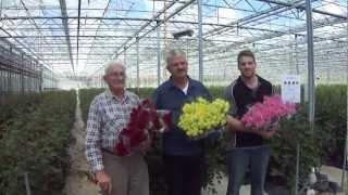 Van Lier Nurseries - NZ's Finest Rose Grower since 1967