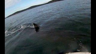 Australian Kayaker Close Encounter With Massive Shark