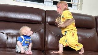 Bibi worried baby monkey hungry so can't sleep so harvests custard apples for it to enjoy!