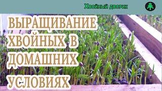 Размножение хвойных растений в домашних условиях? питомник "Хвойный дворик" вопрос-ответ.
