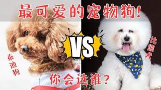 泰迪狗和比熊犬，究竟有什么不同，谁是最可爱的宠物狗？