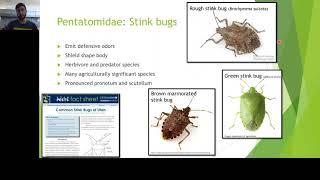 Video 4: Heteroptera Part  2: Stink bugs and more