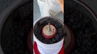 First Pinot Noir Grape Harvest