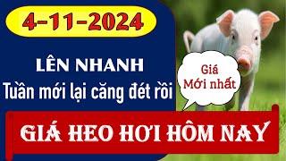 Giá heo hơi hôm nay 4/11/2024 - Vẫn tăng tại các tỉnh phía Bắc