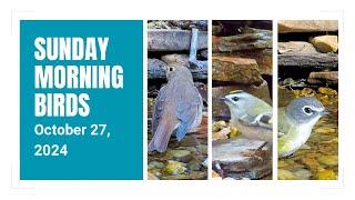 Blue-headed Vireo, Golden-crowned Kinglet, & Hermit Thrush!