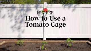 How to Use a Tomato Cage