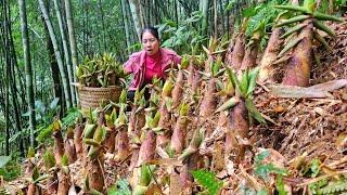 Alone in the forest, harvesting bamboo shoots on a rainy day, preparing dishes from bamboo shoots