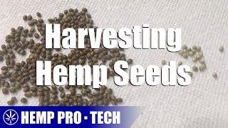 Harvesting Hemp Seeds