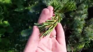Сосна мелкоцветковая "Негиши" Pinus parviflora "Negishi"