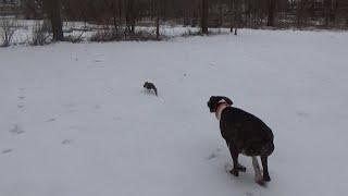 Mountain Cur Squirrel Dog Training Running Squirrel