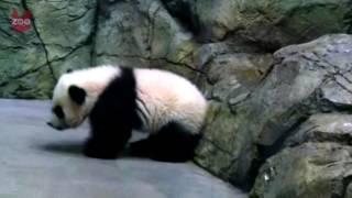 Adorable Panda Cub At Washington Zoo