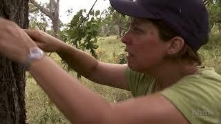 Surveying Ant Diversity in Gorongosa National Park | HHMI BioInteractive