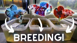 BREEDING Bettas in TUBS for Profit!